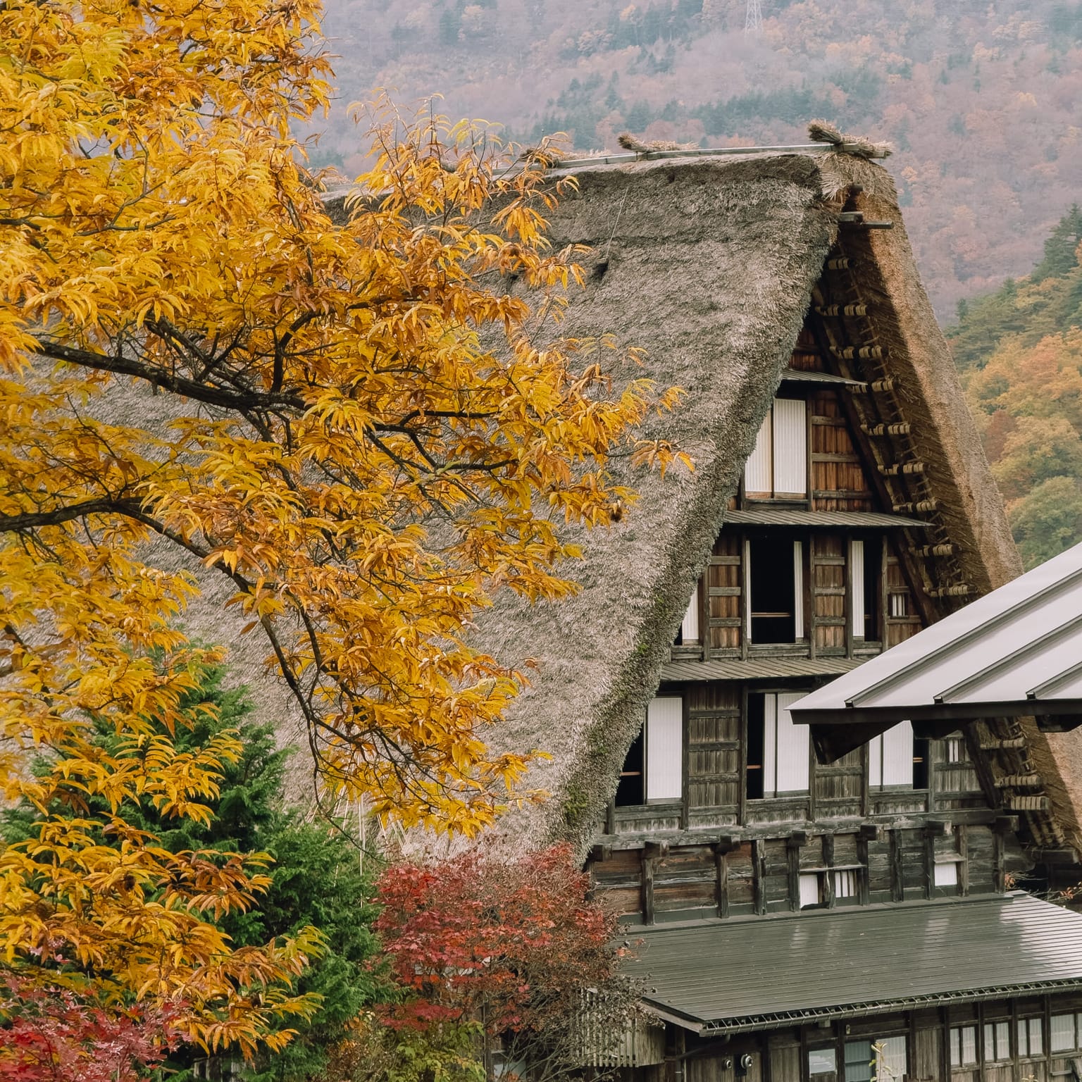 A traditional Japanese thatched-roof house (Gassho-style) nestled among vibrant yellow and orange autumn foliage.